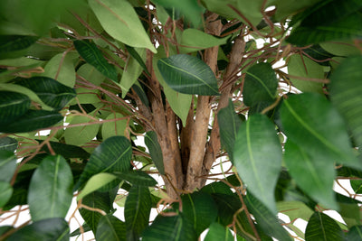 Ficus artificial cu coroana rotunda cu 1512 frunze D100xH150 cm