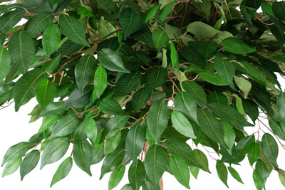 Ficus artificial cu coroana rotunda D130xH210cm cu 2520 frunze