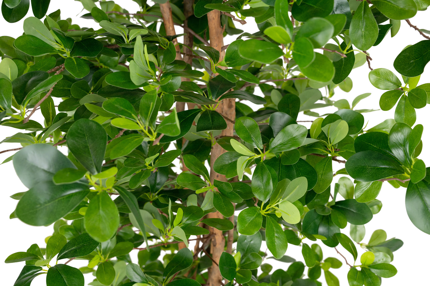 Ficus artificial orient H180 cm
