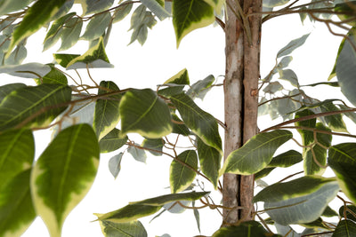 Ficus artificial variegat cu 3 trunchiuri si 966 frunze verde cu alb H170 cm