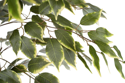 Ficus artificial variegat cu 3 trunchiuri si 966 frunze verde cu alb H170 cm