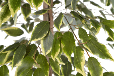 Copac artificial H170cm Ficus variegat cu 3 trunchiuri si 966 frunze verde cu alb