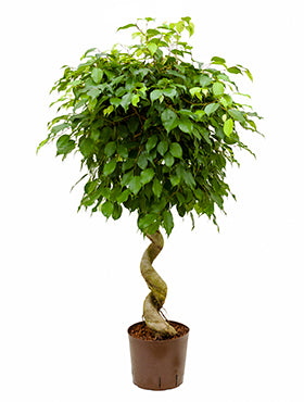 Ficus benjamina 130 cm