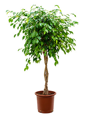Ficus benjamina 140 cm