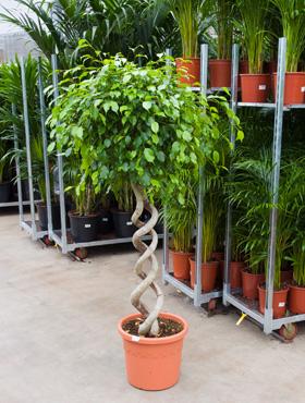 Planta naturala de interior Ficus benjamina H180 cm