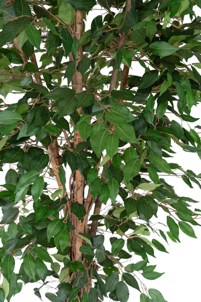 Copac artificial H225cm Ficus benjamina cu trunchiuri din lemn impletite cu 2016 frunze