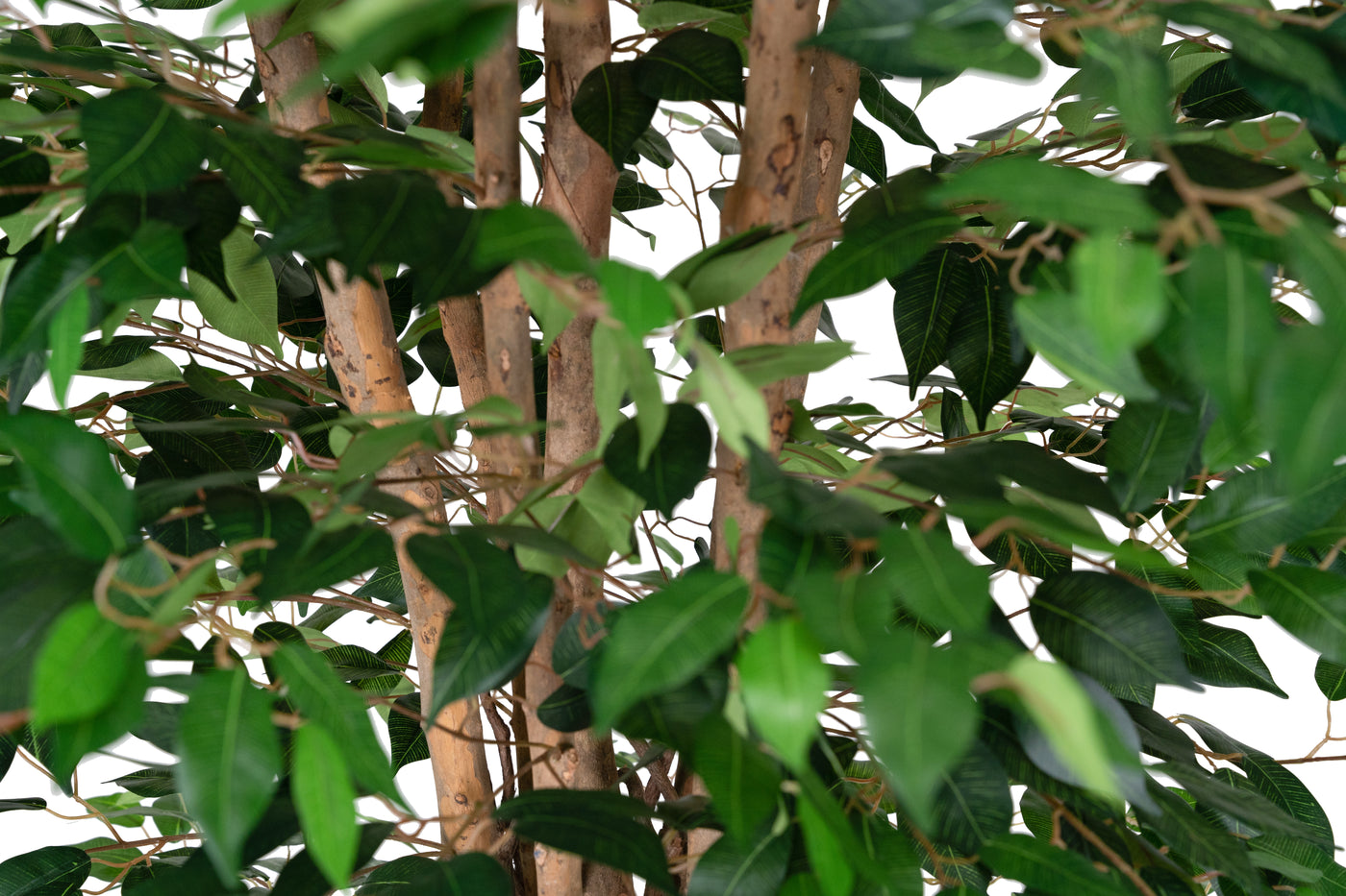 Copac artificial H300cm Ficus benjamina cu trunchiuri din lemn impletite cu 3680 frunze