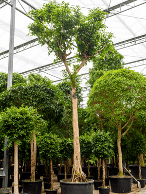Ficus benjamina D400xH800 cm
