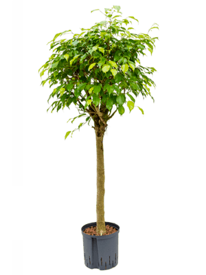 Ficus benjamina D50xH110 cm