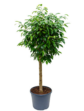 Ficus benjamina D55xH130 cm PS34/31cm in pamant