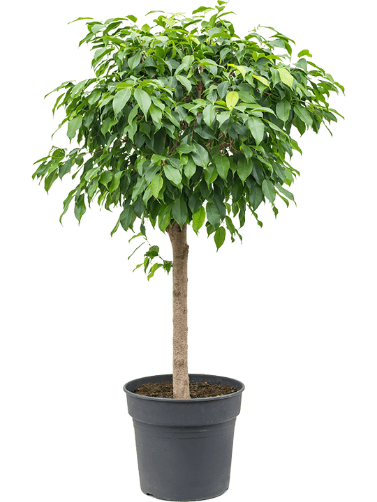 Ficus benjamina D55xH130 cm PS34/31cm in pamant