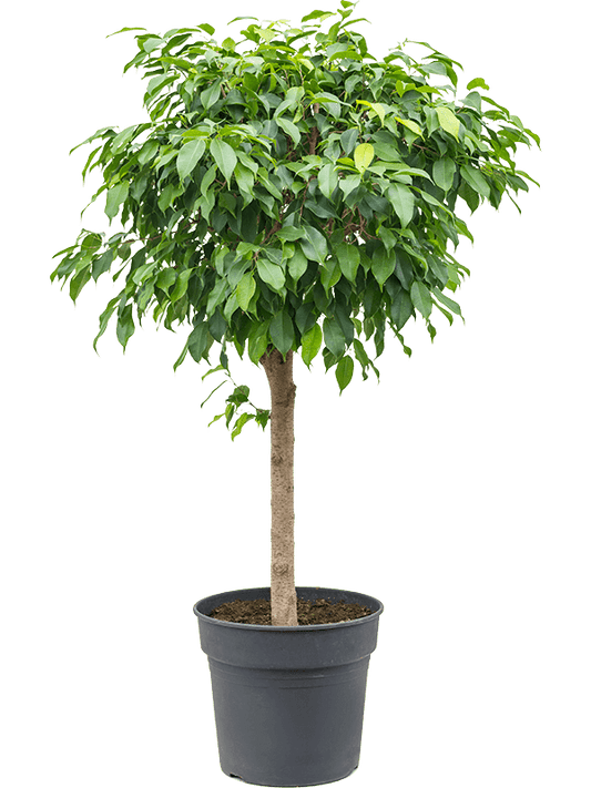 Ficus benjamina D55xH130 cm PS34/31cm in pamant