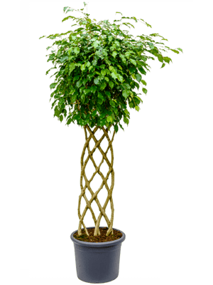 Ficus benjamina D60xH170 cm