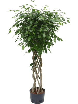 Ficus benjamina D70xH175 cm