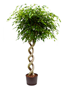 Ficus benjamina D75xH170 cm