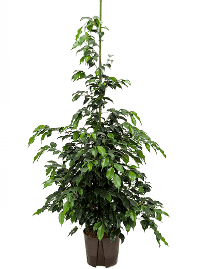 Ficus benjamina Danielle D50xH110 cm
