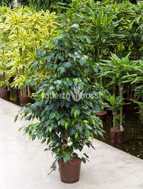 Ficus benjamina Danielle D50xH110 cm