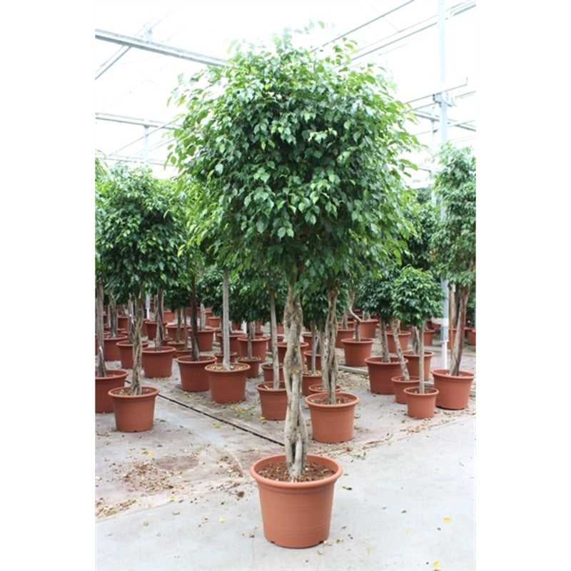 Ficus benjamina exotica 250 cm