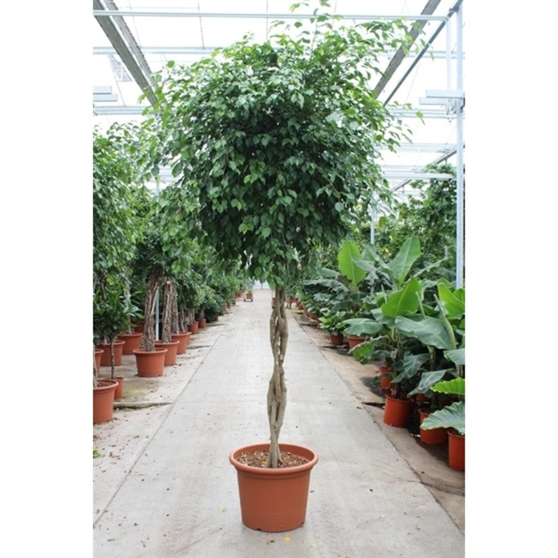 Planta naturala de interior Ficus Benjamina Exotica
