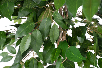 Ficus benjamina H150 cm cu 882 frunze