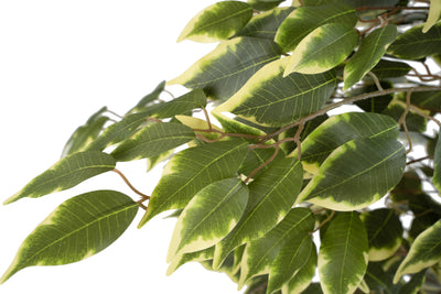 Ficus Benjamina Variegat artificial