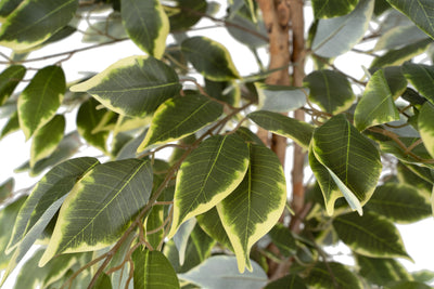 Copac artificial H130cm Ficus benjamina variegat cu 714 frunze verde cu alb