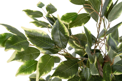 Ficus artificial benjamina variegat cu 462 frunze verde cu alb H90 cm