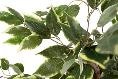 Ficus artificial benjamina variegat cu 462 frunze verde cu alb H90 cm