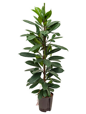 Planta naturala de interior Ficus Cyathistipula inaltime 120 cm