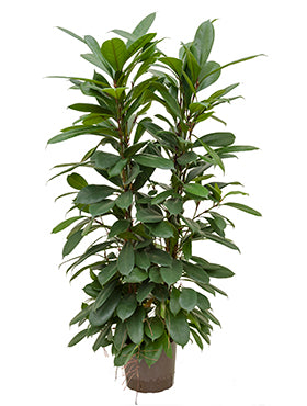 Ficus cyathistipula D45XH105 cm