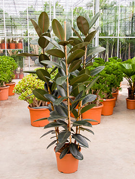 Ficus elastica abidjan 170 cm