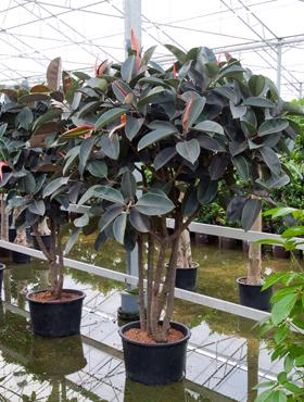 Ficus elastica abidjan 210 cm