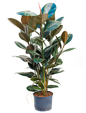 Ficus elastica abidjan D50xH105 cm