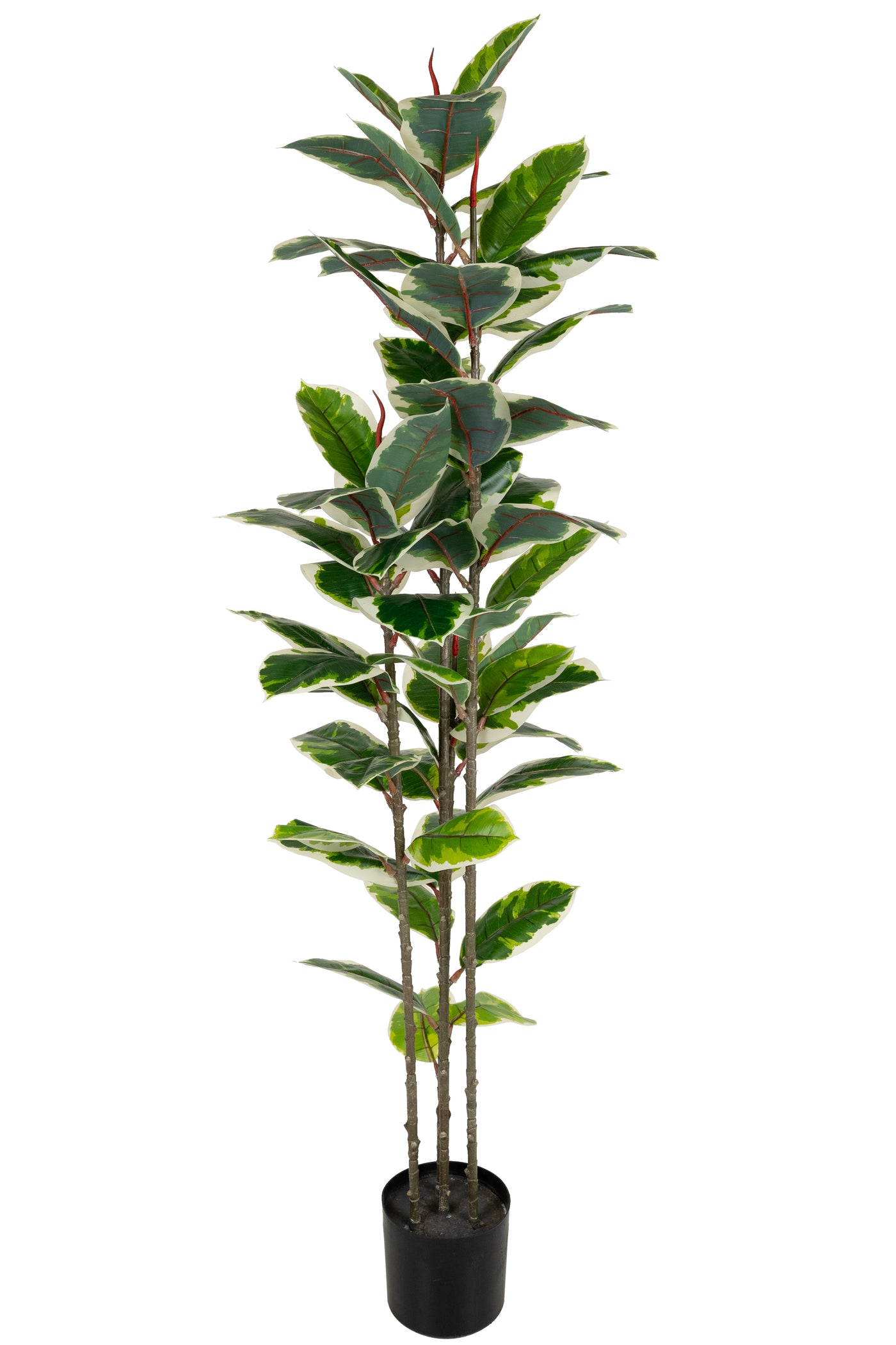 Ficus artificial Elastica variegat cu 61 frunze verde cu alb H160 cm