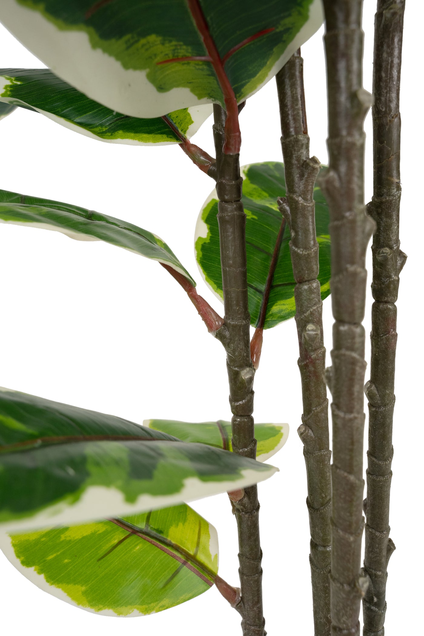 Copac artificial H160cm Ficus elastica variegat cu 61 frunze verde cu alb