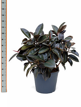Ficus elastica burgundy 90 cm