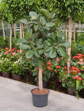 Ficus elastica robusta 190 cm