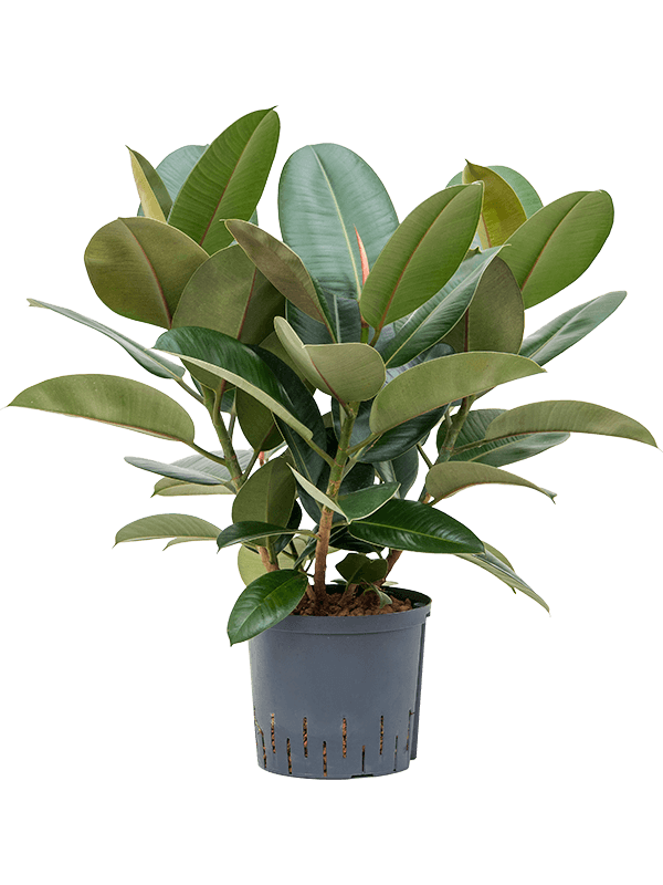 Ficus elastica robusta D50xH75 cm