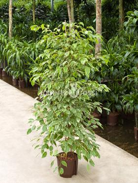 Ficus golden king 150 cm