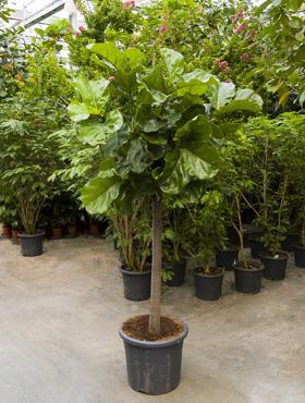 Ficus lyrata 250 cm