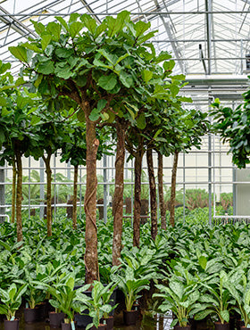Ficus lyrata 460 cm