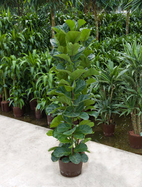 Ficus lyrata bambino 130 cm