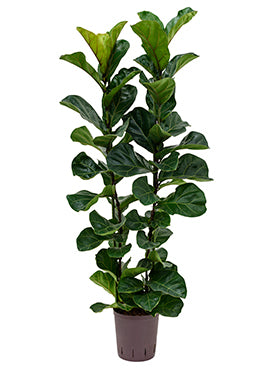 Ficus lyrata bambino D40xH115 cm