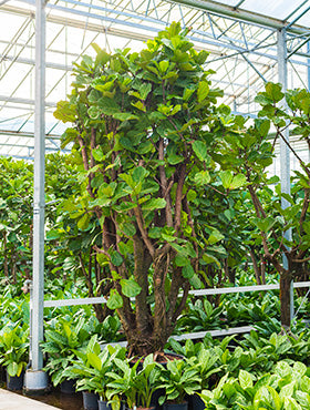 Ficus lyrata D180xH500 cm