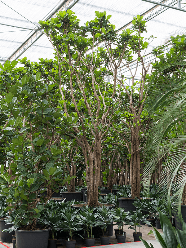 Ficus lyrata D250xH675 cm