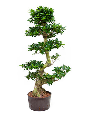 Ficus microcarpa compacta 150 cm