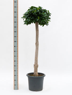 Ficus microcarpa compacta 185 cm