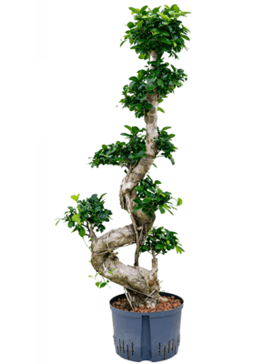 Ficus microcarpa compacta D45xH115 cm