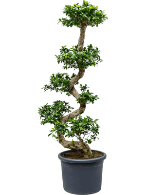 Ficus microcarpa compacta D85xH200 cm