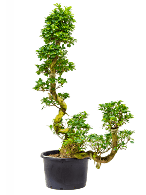 Ficus microcarpa compacta D90xH150 cm